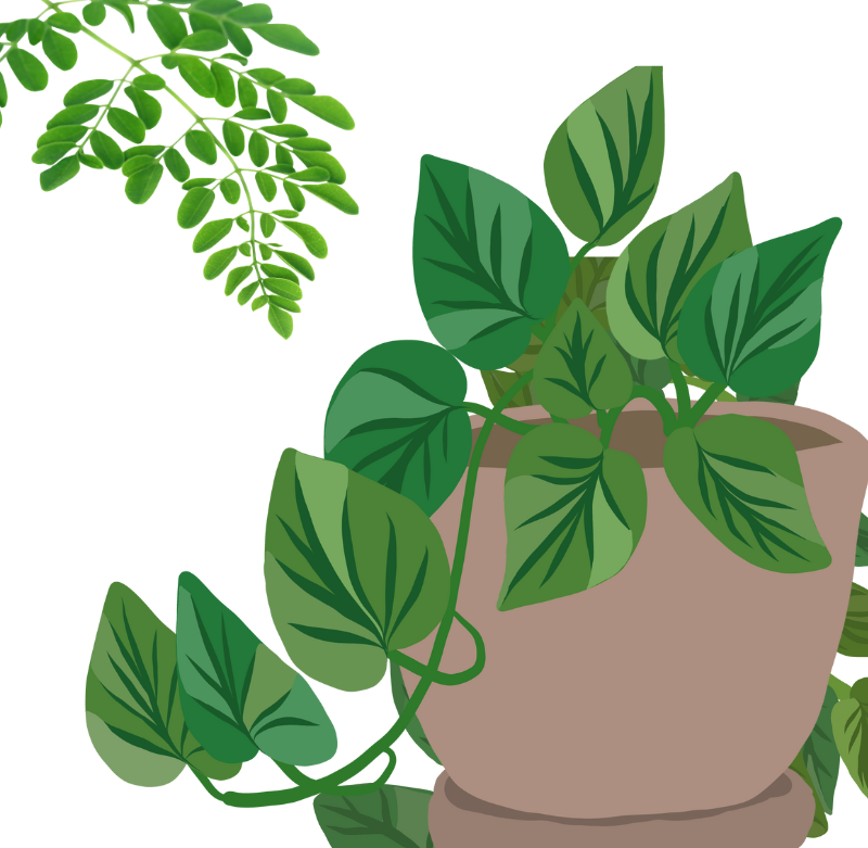 Shashikala%20Ayurvedic